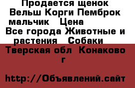 Продается щенок Вельш Корги Пемброк мальчик › Цена ­ 65 000 - Все города Животные и растения » Собаки   . Тверская обл.,Конаково г.